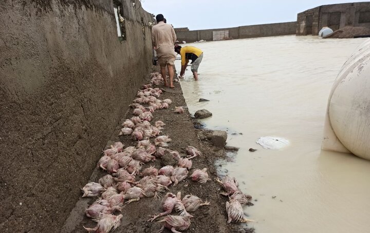 خسارت بارندگی به زیرساخت برخی روستاهای مراوه تپه/ خدمت رسانی درحال انجام است