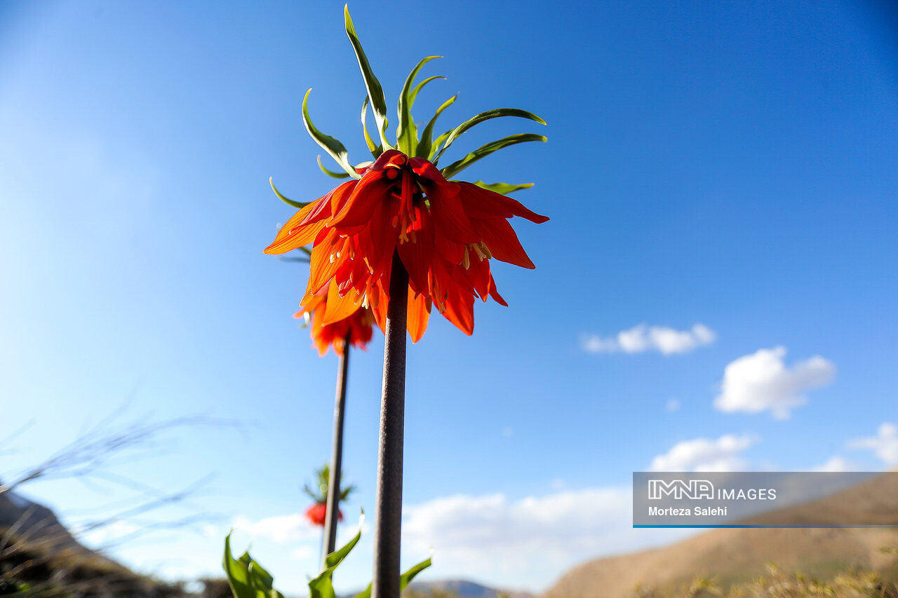 نابودی بزرگترین دشت لالههای واژگون کشور، خیلی دور، خیلی نزدیک