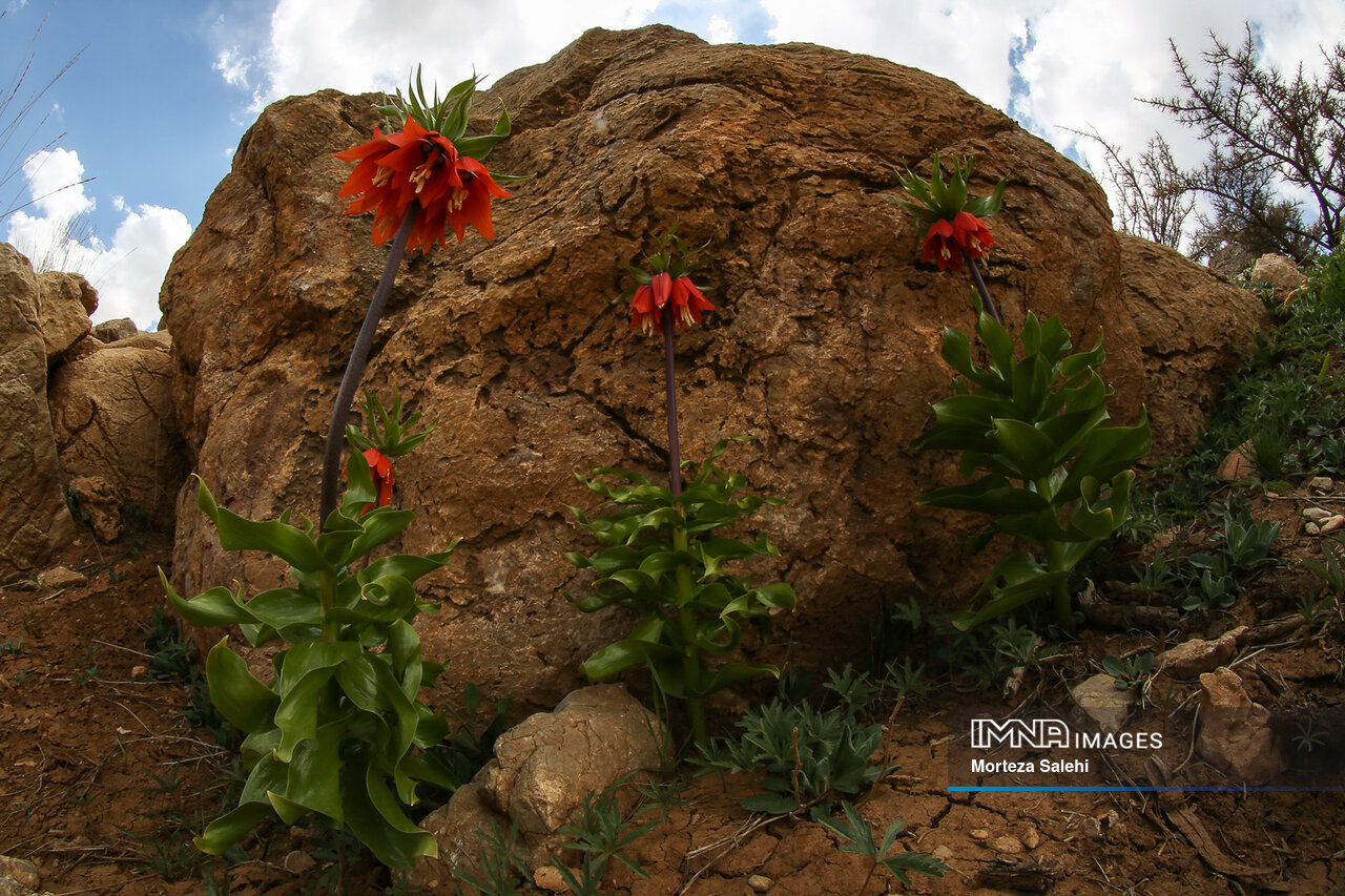 نابودی بزرگترین دشت لالههای واژگون کشور، خیلی دور، خیلی نزدیک