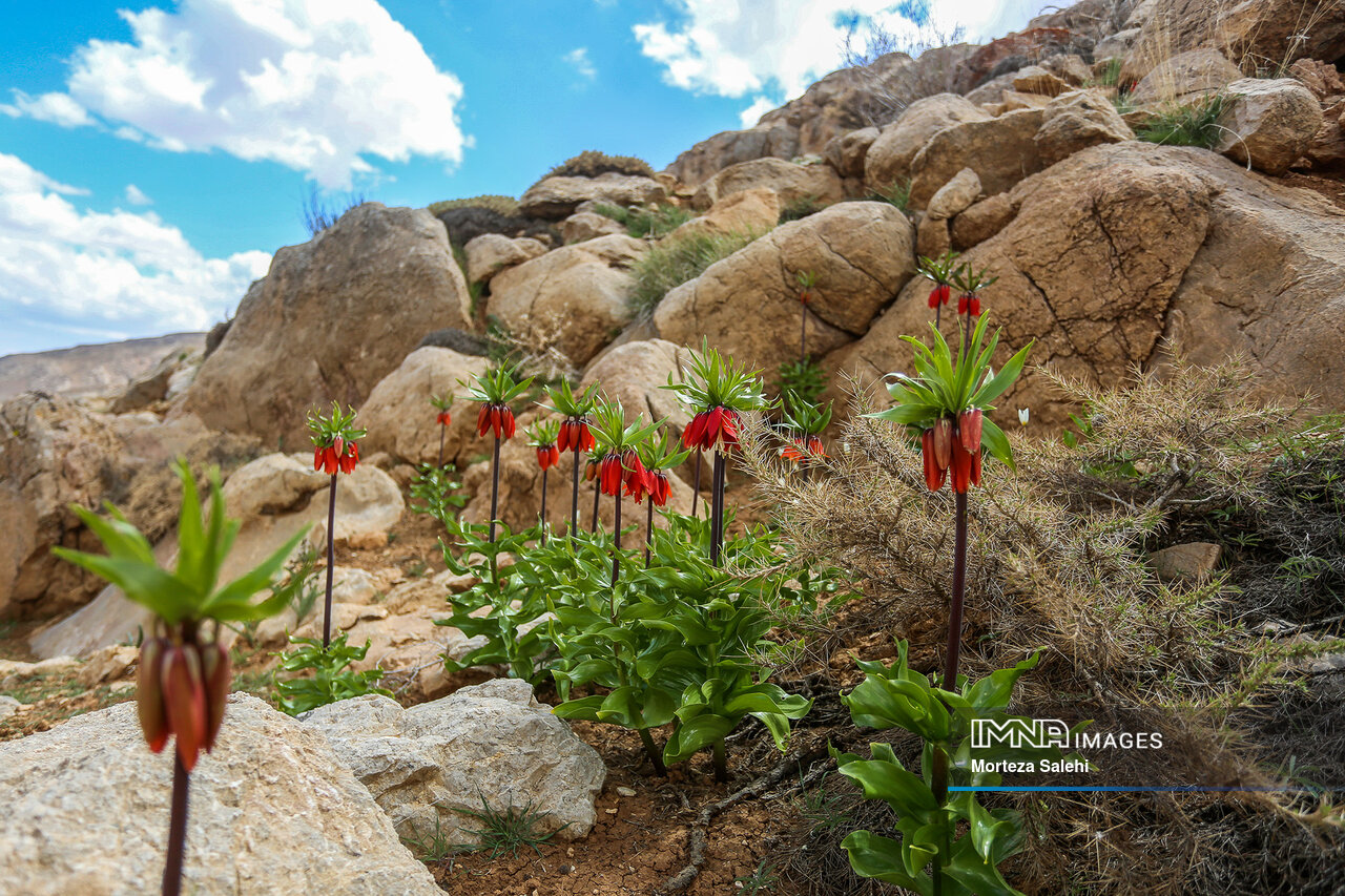 نابودی بزرگترین دشت لالههای واژگون کشور، خیلی دور، خیلی نزدیک