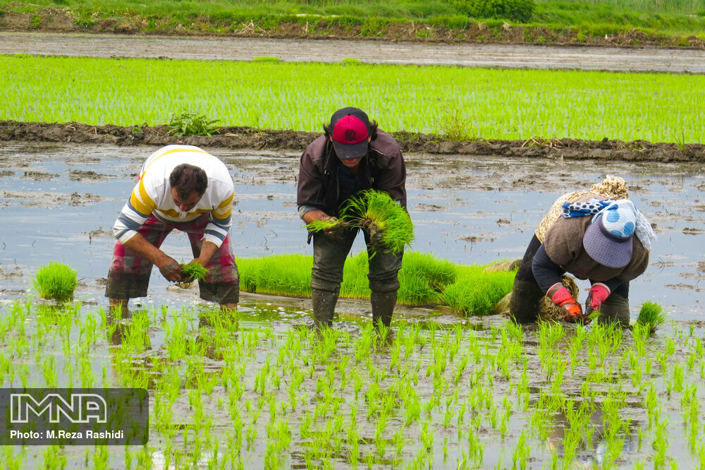 کشت برنج با آبیاری آب زیرزمینی به دلیل نداشتن توجیه اقتصادی حذف می‌شود