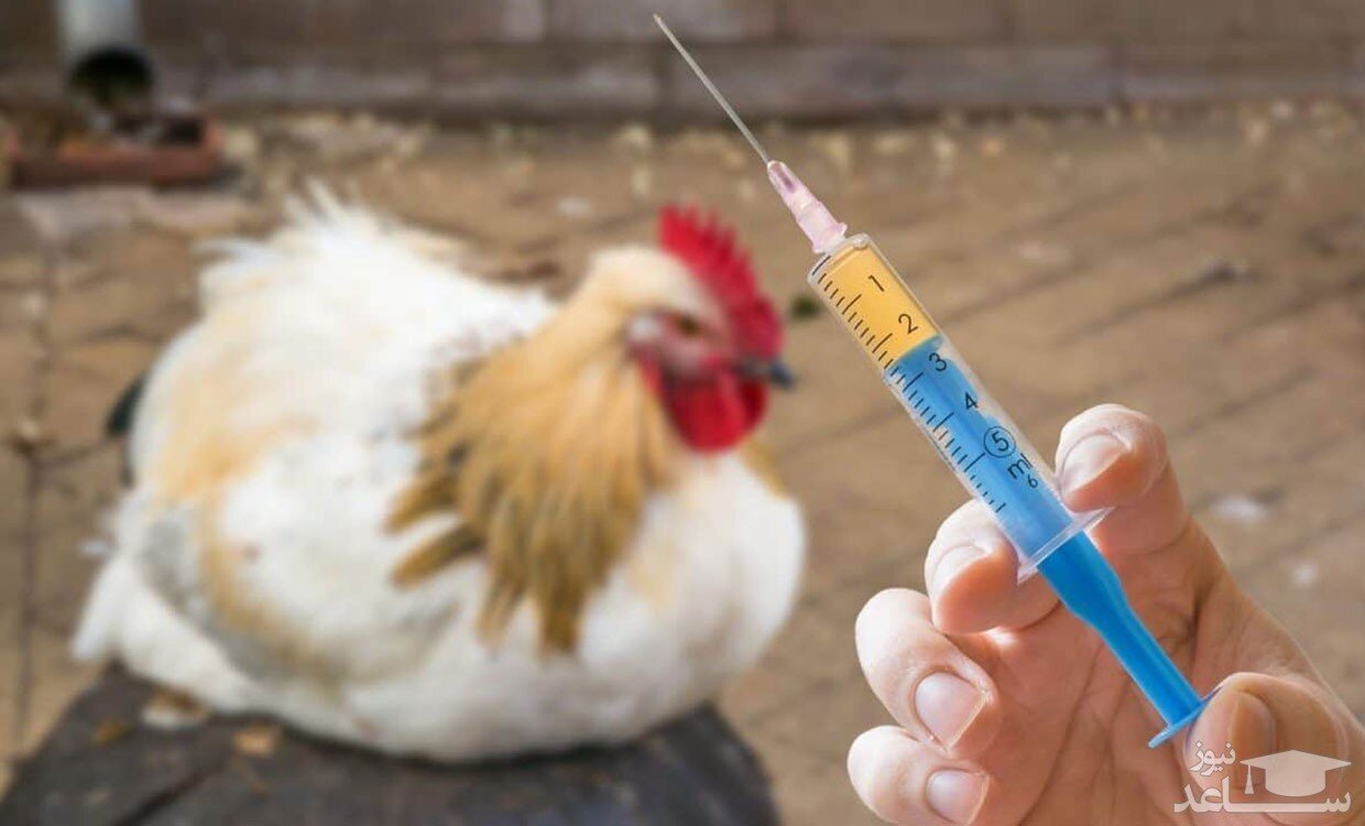 واکسیناسیون طیور علیه بیماری «سالمونلا» اولویت سازمان دامپزشکی شد