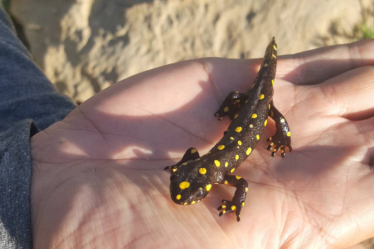 سرشماری سمندرهای کوهستانی در آذربایجانغربی آغاز شد