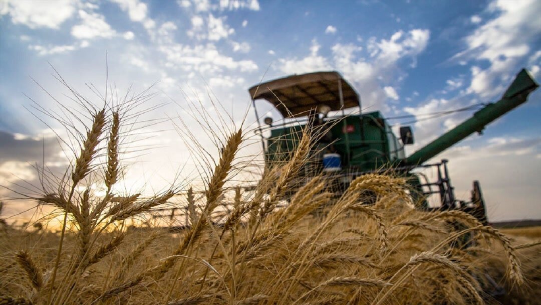 پیش‌بینی برداشت بیش از ۷۰ هزار تن محصول از مزارع «گیلانغرب»