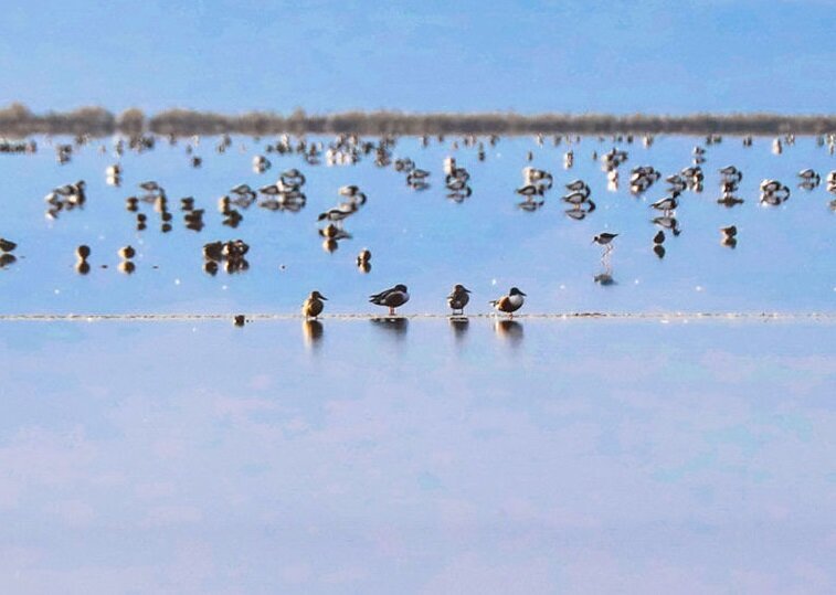 پهنهای فیروزهای در دل کویر قم / روزگار سخت عروسِ تالابهای کشور