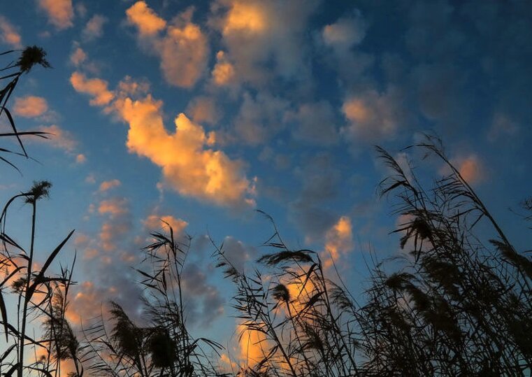 پهنهای فیروزهای در دل کویر قم / روزگار سخت عروسِ تالابهای کشور