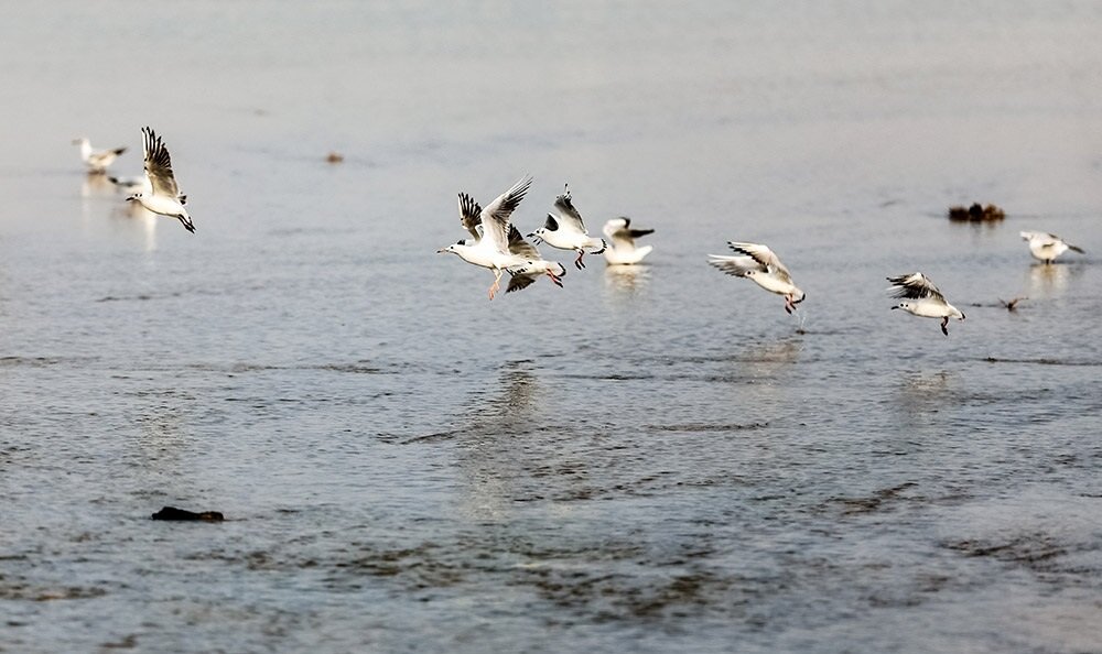 افزایش تنوع گونههای جانوری در تالاب گندمان