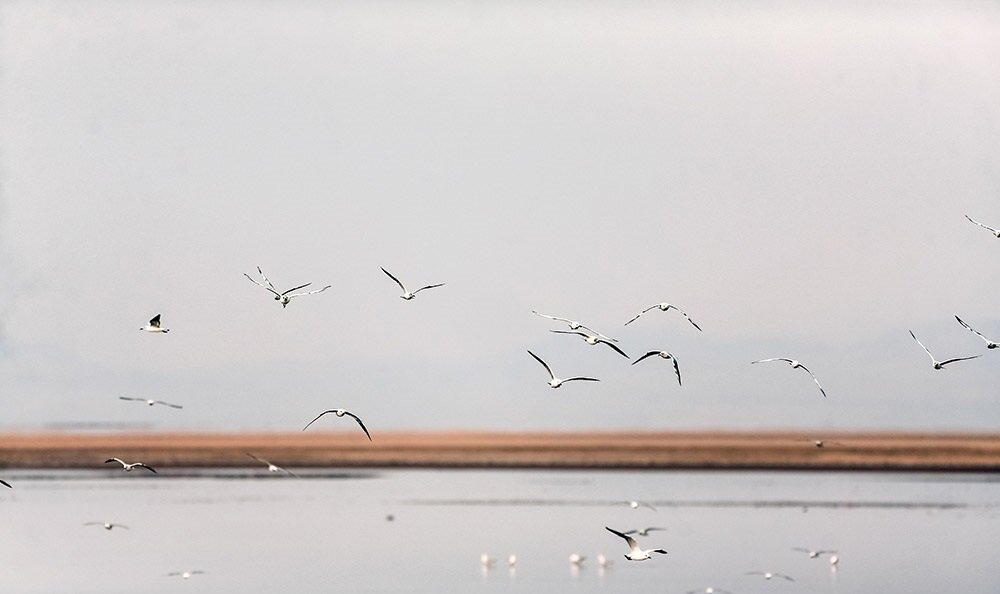 پهنهای فیروزهای در دل کویر قم / روزگار سخت عروسِ تالابهای کشور