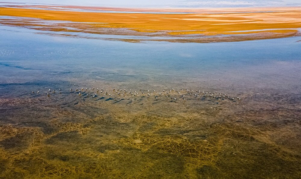 پهنهای فیروزهای در دل کویر قم / روزگار سخت عروسِ تالابهای کشور