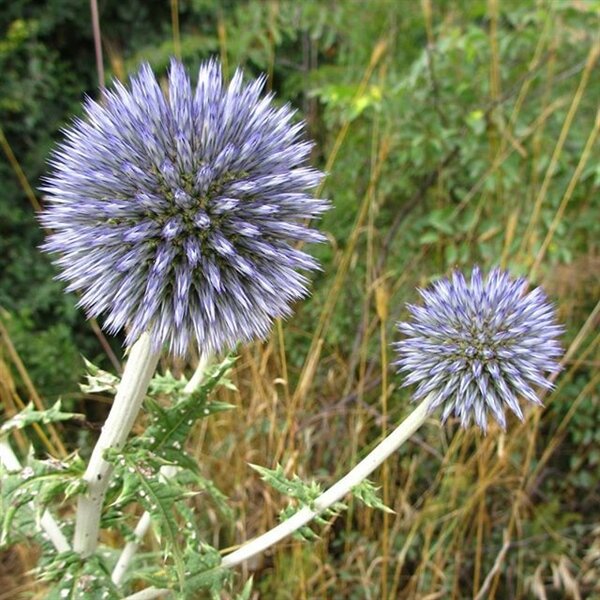 کهگیلویه و بویراحمد، بهشت گیاهان داروئی؛ فرصتی که از دست میرود