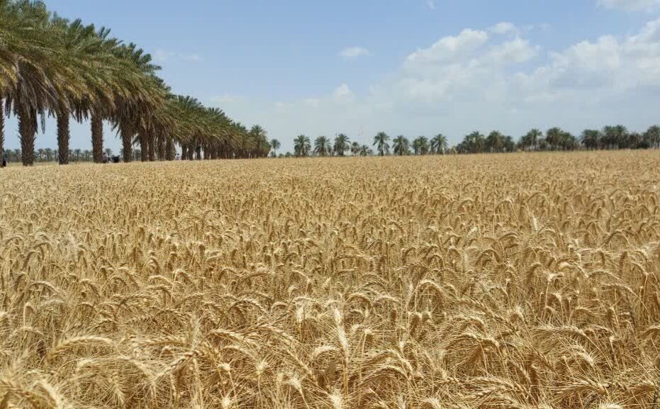 تلاش برای خودکفایی در تولید بذر گندم در سیستان و بلوچستان