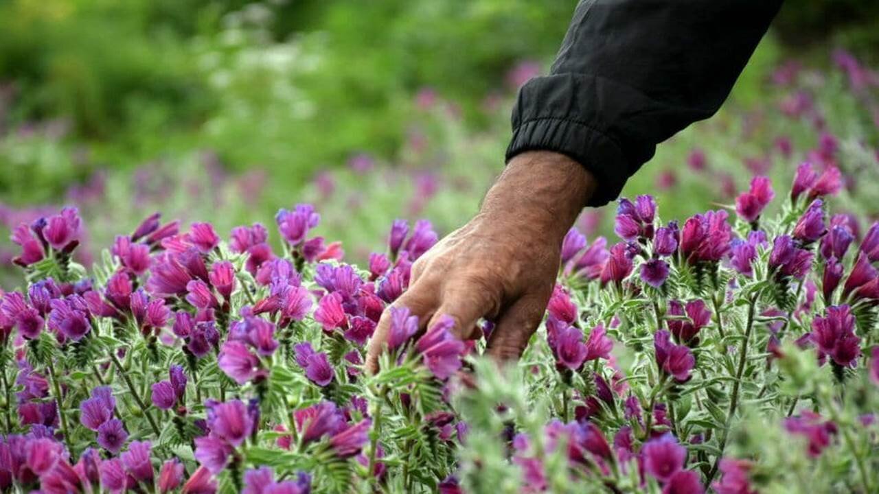 خطر انقراض بیخ گوش گیاهان کوهی ایلام