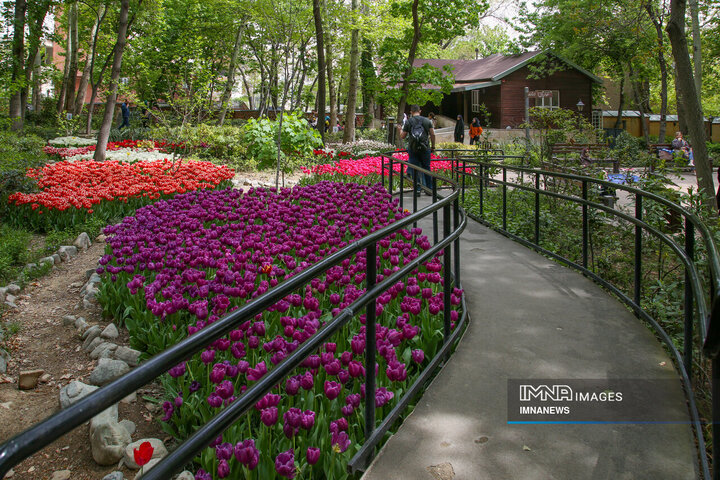 گل‌های لاله باغ ایرانی