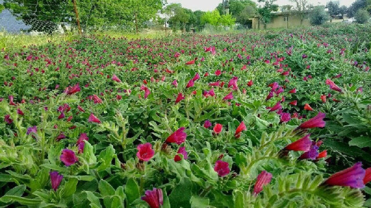 خطر انقراض بیخ گوش گیاهان کوهی ایلام