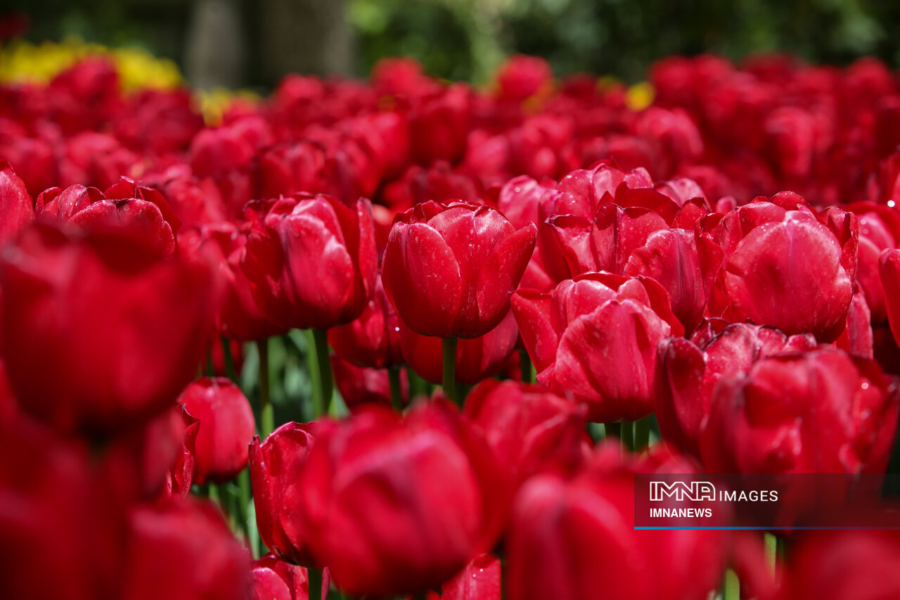 جشنواره گل‌های لاله باغ ایرانی
