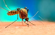 پیشتازی ایران در تشخیص مالاریا / مورد بومی ابتلا در کشور گزارش نشده است