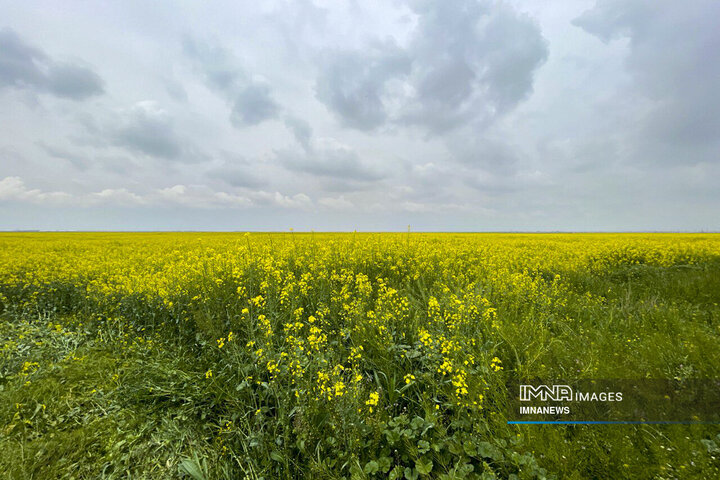 Rapeseed Vital Crop for Iranian Farmers, Environment
