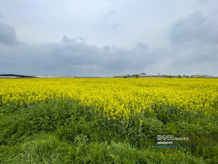 Rapeseed Vital Crop for Iranian Farmers, Environment
