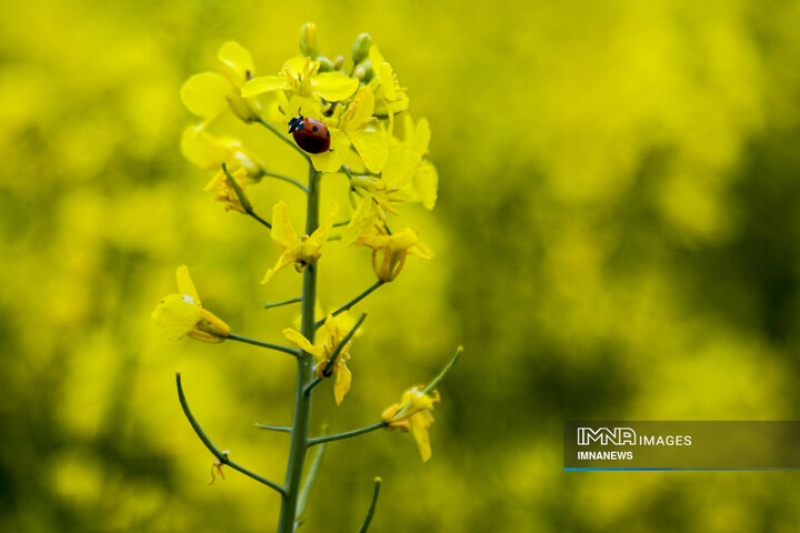 Rapeseed Vital Crop for Iranian Farmers, Environment
