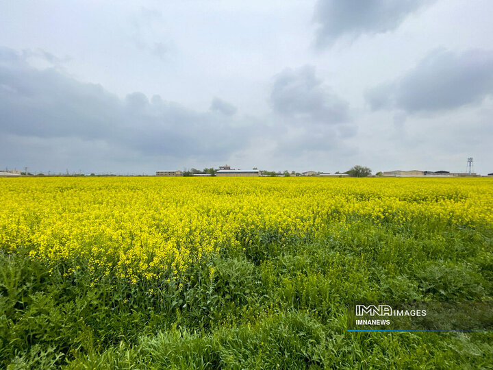 Rapeseed Vital Crop for Iranian Farmers, Environment
