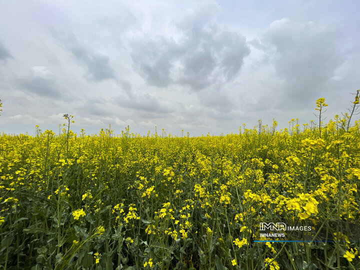 Rapeseed Vital Crop for Iranian Farmers, Environment
