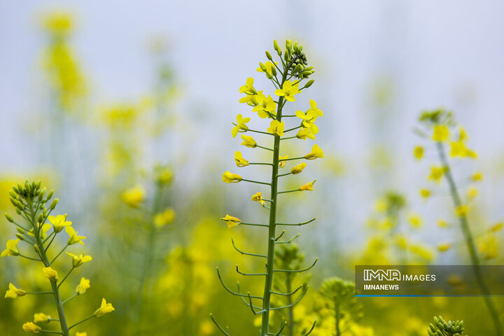 Rapeseed Vital Crop for Iranian Farmers, Environment
