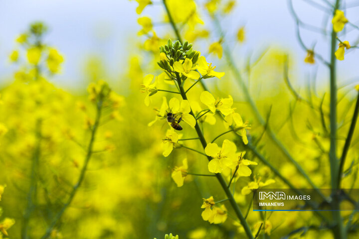 Rapeseed Vital Crop for Iranian Farmers, Environment
