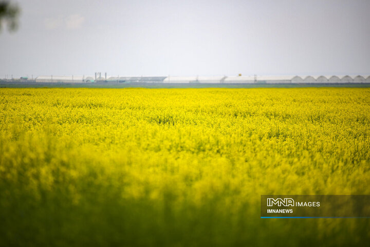 Rapeseed Vital Crop for Iranian Farmers, Environment
