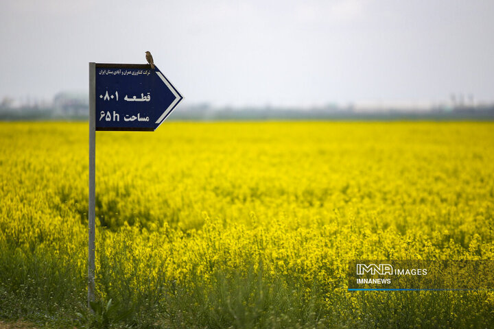 Rapeseed Vital Crop for Iranian Farmers, Environment
