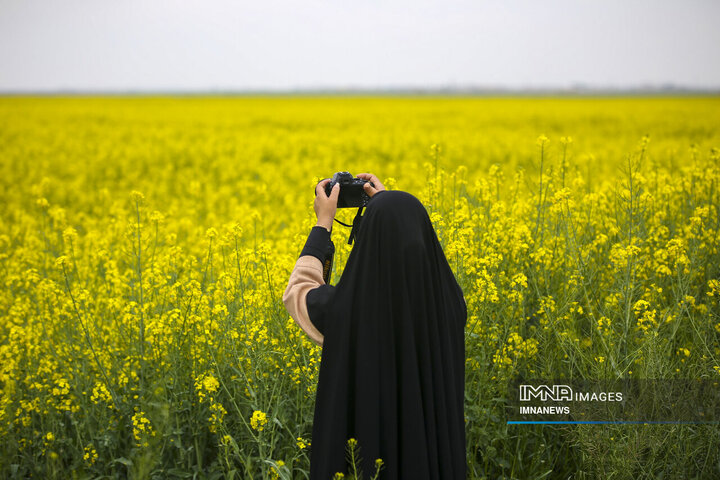 Rapeseed Vital Crop for Iranian Farmers, Environment
