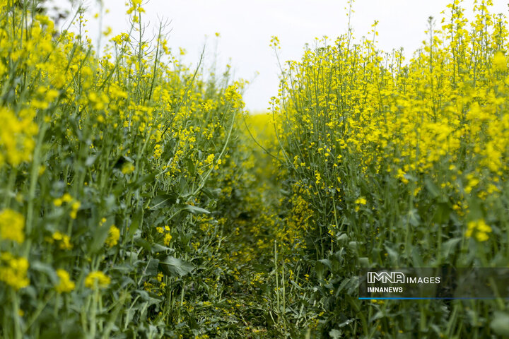 Rapeseed Vital Crop for Iranian Farmers, Environment
