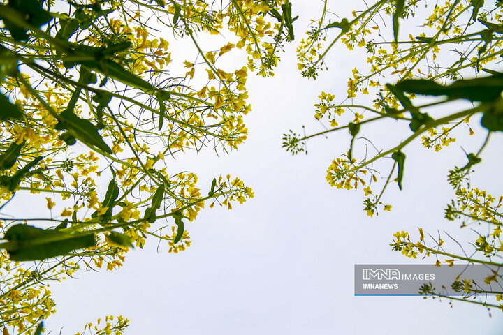 Rapeseed Vital Crop for Iranian Farmers, Environment
