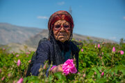 برداشت گل محمدی در میمند فارس