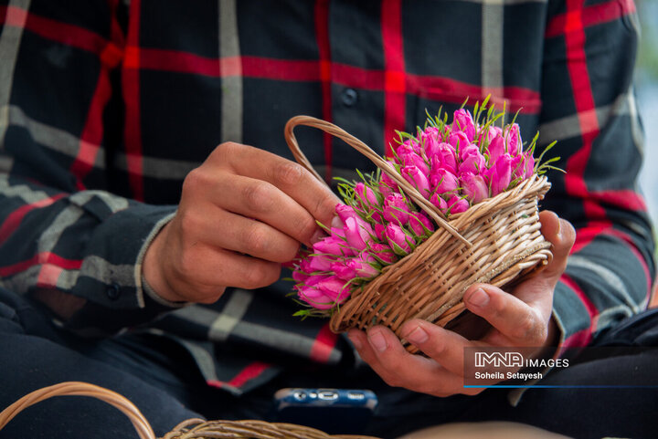 برداشت گل محمدی در ميمند فارس