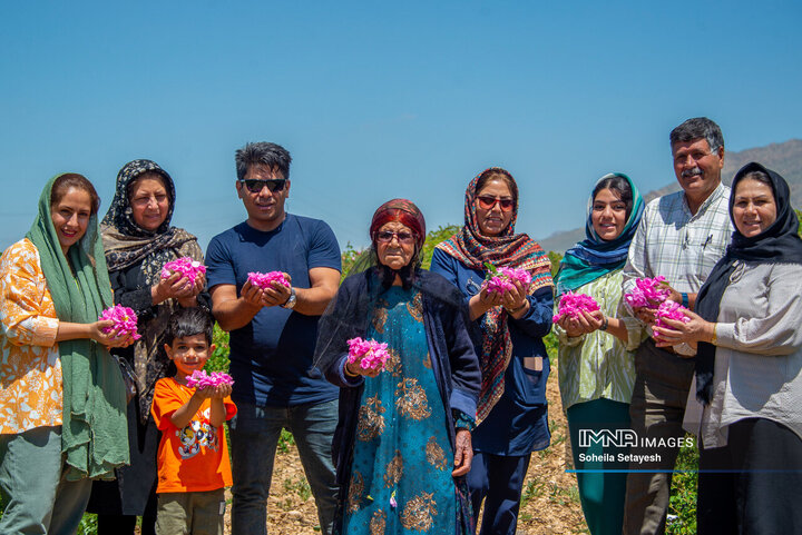 برداشت گل محمدی در ميمند فارس