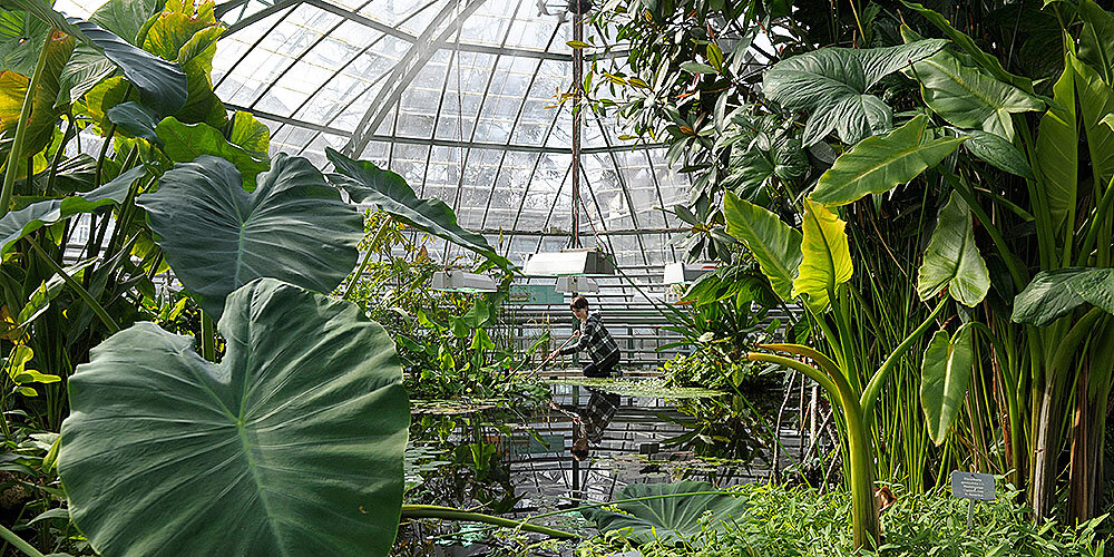 مقابله با گرمای شهری از طریق باغهای گیاهشناسی