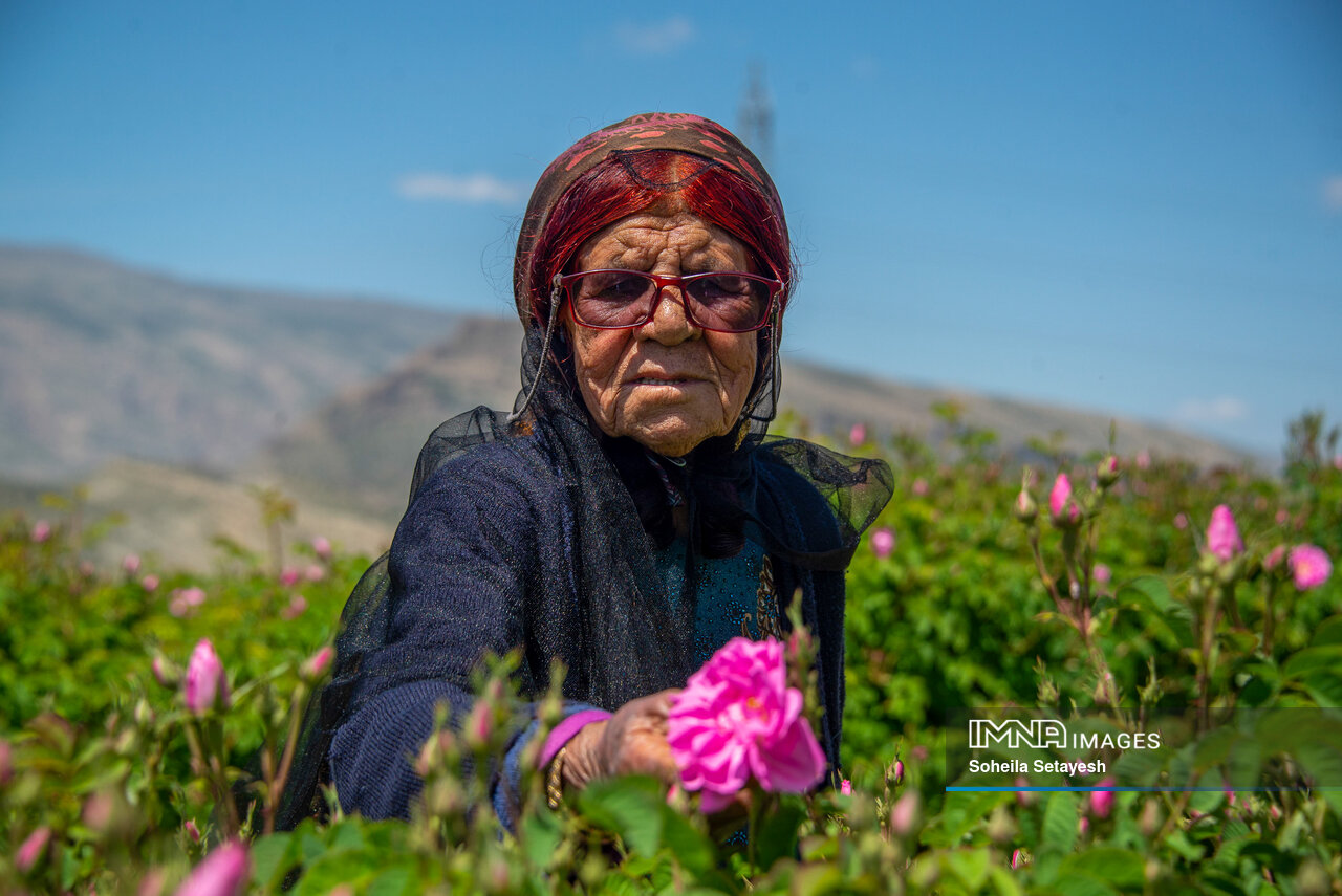 Meymand: Heart of Iran's Unique Rose Water Production