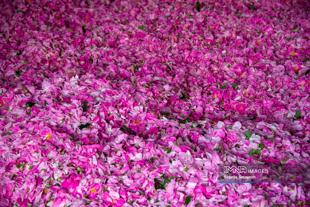 عطر ناب گلاب در اردیبهشت/ سهم ۹۰ درصدی ایران در تولید گل محمدی در جهان