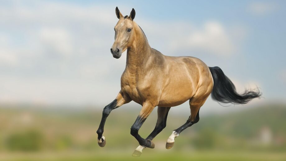 جشنواره اسب‌دوانی ترکمن ۱۴۰۳+ تاریخچه Turkmen Racing Horse Festival