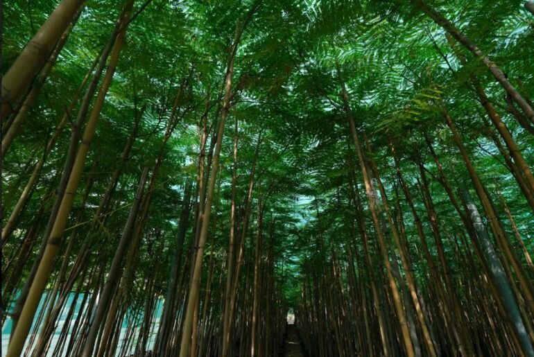 تضمین حیات شهری با افزایش درختان