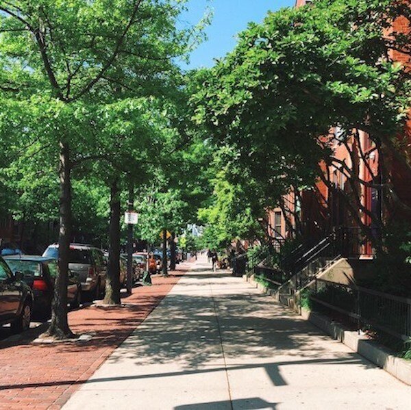 تضمین حیات شهری با افزایش درختان