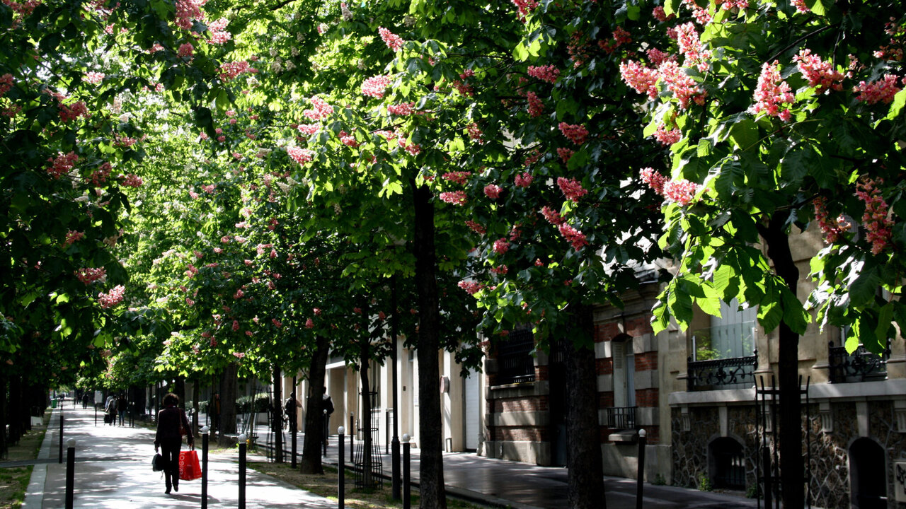 تضمین حیات شهری با افزایش درختان