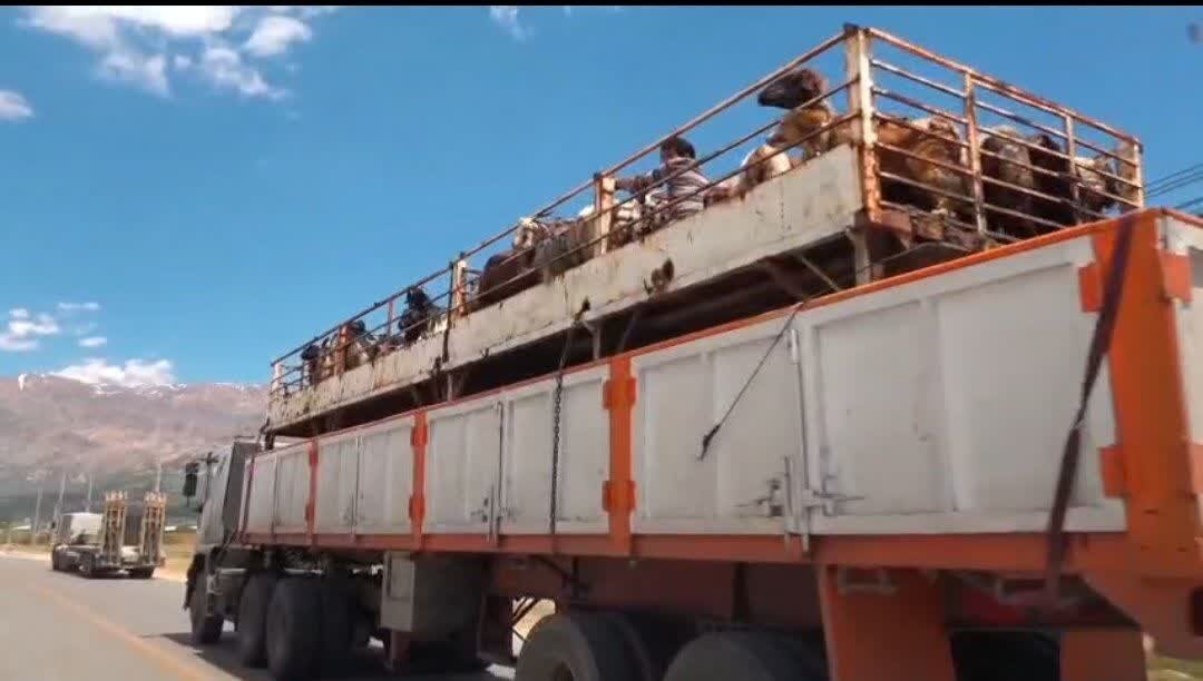 سرآغاز کوچ عشایر قشقایی از قشلاق به ییلاق