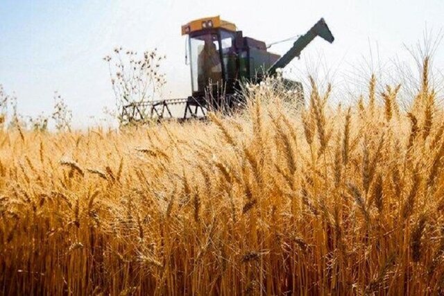 پیش‌بینی برداشت بیش از ۹۳ هزار تن گندم از مزارع شهرستان میاندوآب