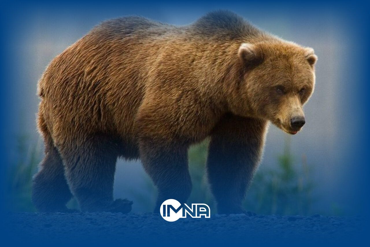 فیلم| تصاویری از خرس قهوه‌ای در پارک ملی گلستان