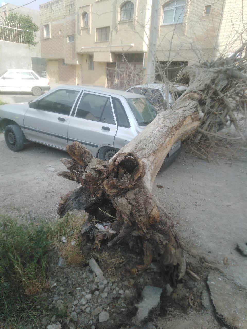 ایمن‌سازی درختان خطر آفرین در اصفهان