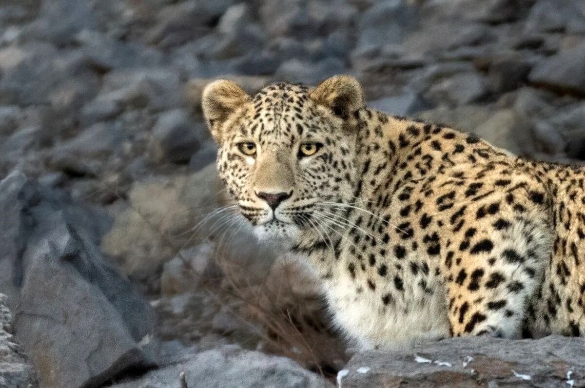 پلنگ ایرانی، اسیر در چنگال مدرنیته و بیتوجهی