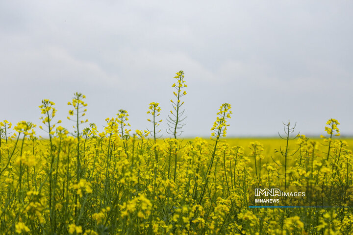 دشت طلائی به رنگ زرد طبیعت