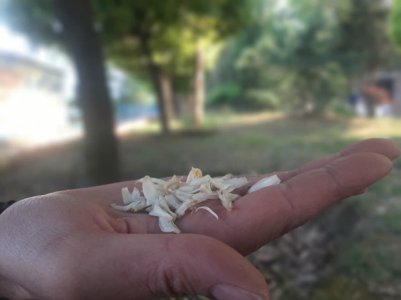 اشتیاق بانوان مازندرانی از شکوفههای نارنج / جای خالی مدیریت بر ماندگاری یک سنت دیرینه