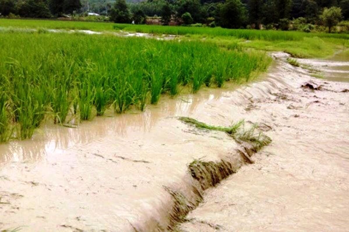 خسارت ۳۴ میلیاردی سیل به کشاورزی قزوین / نابودی ۳۱ هزار نشای برنج